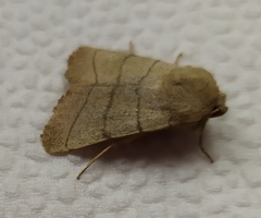 Charanyca trigrammica