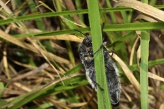 Sternocera orissa variabilis