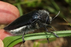 Sternocera orissa variabilis