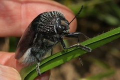 Sternocera orissa variabilis