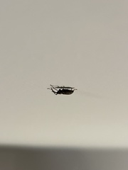 Dorytomus longimanus