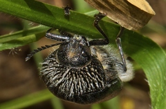 Sternocera orissa variabilis