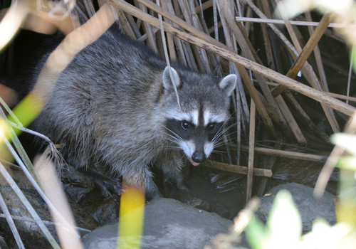 iNaturalist observation photo of Common Raccoon