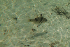 Apogonichthyoides taeniatus