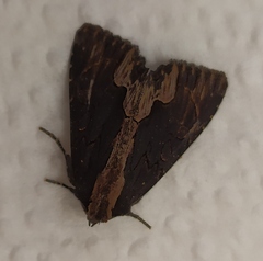 Dypterygia scabriuscula