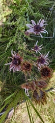 Berkheya purpurea