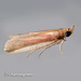 Emmalocera - Photo (c) Young Chan,  זכויות יוצרים חלקיות (CC BY-NC), הועלה על ידי Young Chan