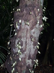 Syzygium cormiflorum