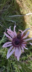 Berkheya purpurea