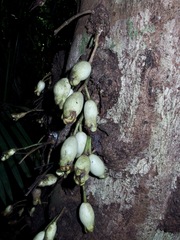 Syzygium cormiflorum