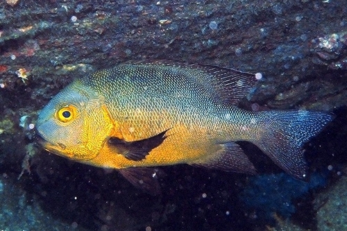 Midnight Snapper