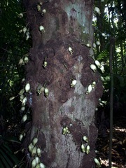 Syzygium cormiflorum