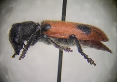Enoclerus spinolae