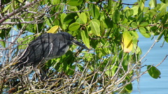 Butorides striata sundevalli