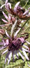 Berkheya purpurea