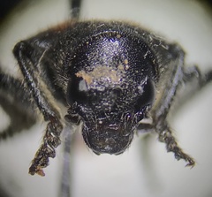 Enoclerus spinolae