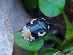 Tritomegas bicolor