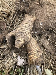 Tripsacum dactyloides