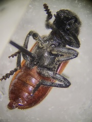Enoclerus spinolae