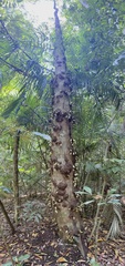Syzygium cormiflorum