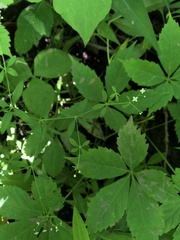 Galium obtusum