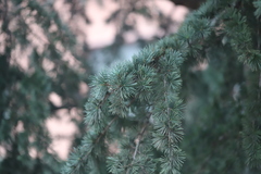 Cedrus