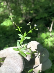 Galium obtusum