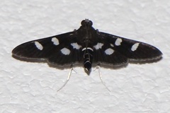 Desmia subdivisalis