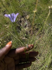 Wahlenbergia undulata