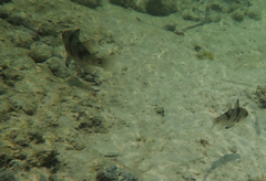 Apogonichthyoides taeniatus