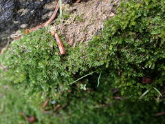 Oligotrichum