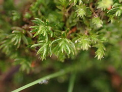 Oligotrichum