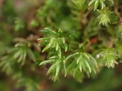 Oligotrichum