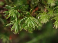 Oligotrichum