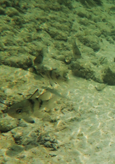 Apogonichthyoides taeniatus