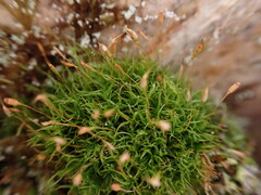 Hymenoloma crispulum