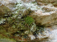 Hymenoloma crispulum