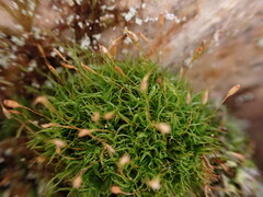 Hymenoloma crispulum