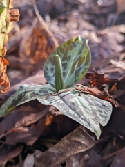 Trillium cuneatum