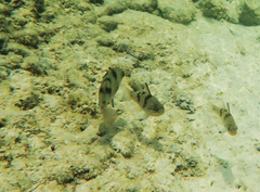 Apogonichthyoides taeniatus