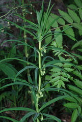 Polygonatum verticillatum