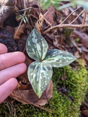 Trillium cuneatum