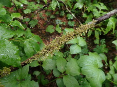 Tuckermanopsis subalpina