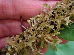 Tuckermanopsis subalpina