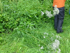 Valeriana officinalis