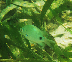 Abudefduf sparoides