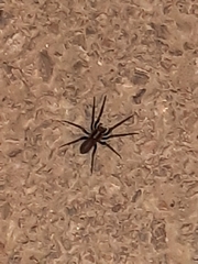 Segestria florentina
