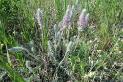 Oxytropis splendens