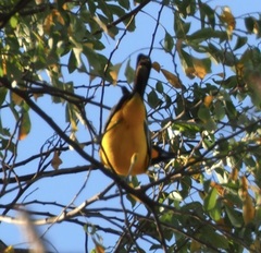 Icterus pectoralis