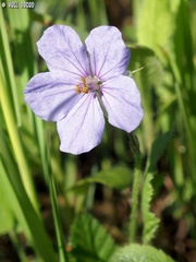 Erodium gruinum